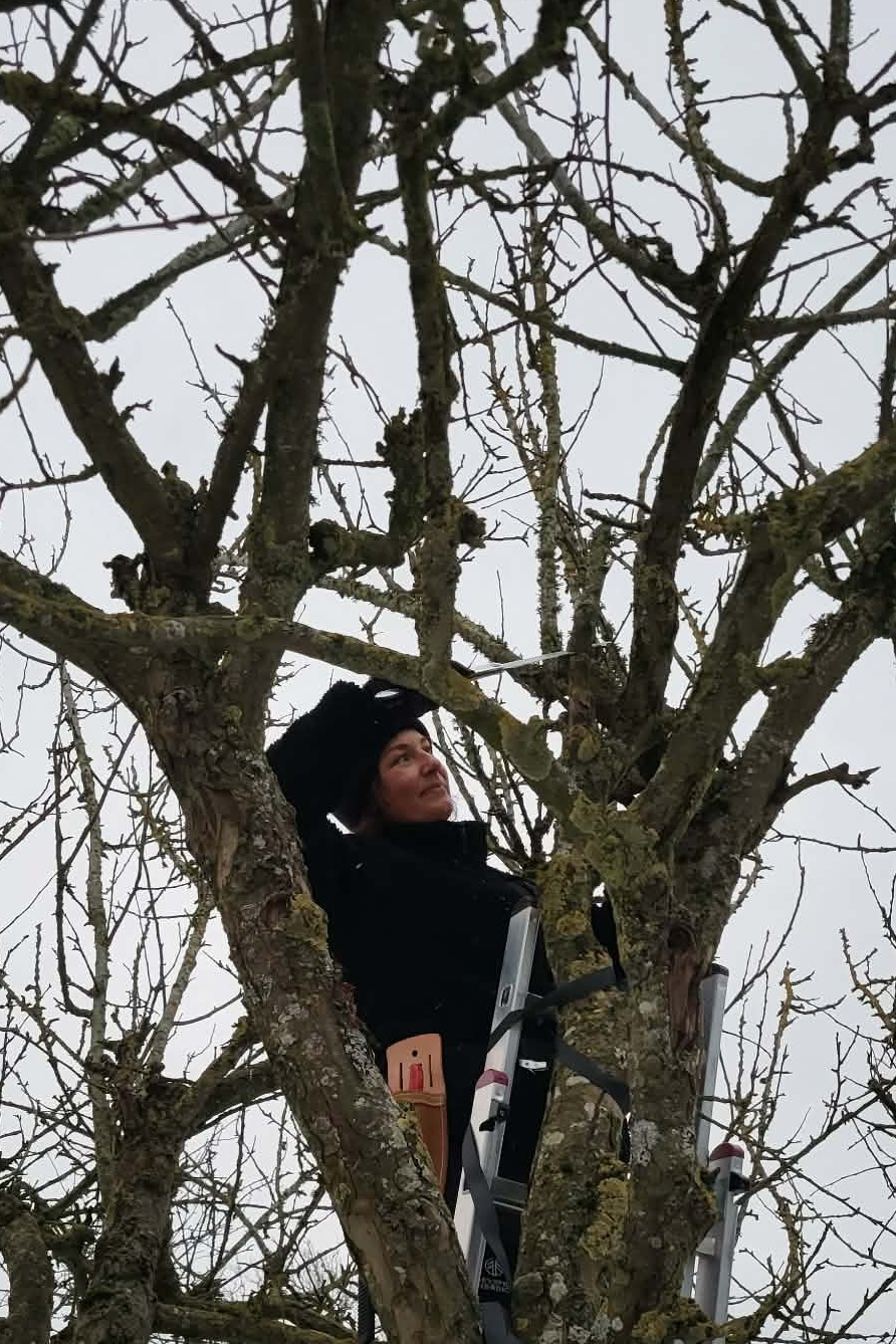 Beskärning av gammalt fruktträd under vårvintern - Lilla Trädgårdsbolaget 