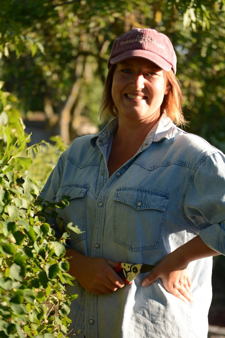 Ida finputsar med sekatör en häck på Öland