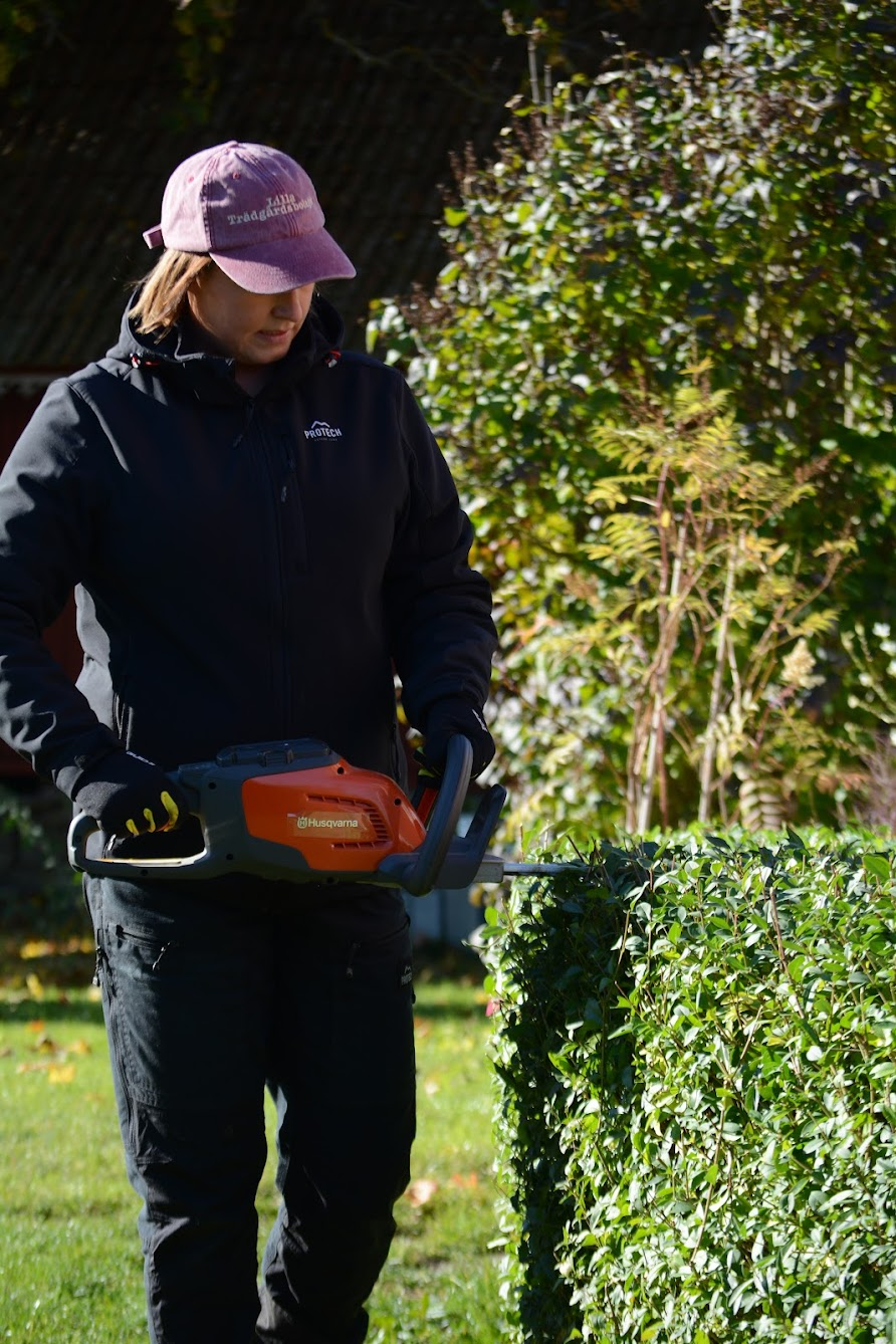 Ida beskär ligusterhäck i Kalmar